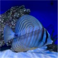 SAILFIN TANG INDIAN OCEAN